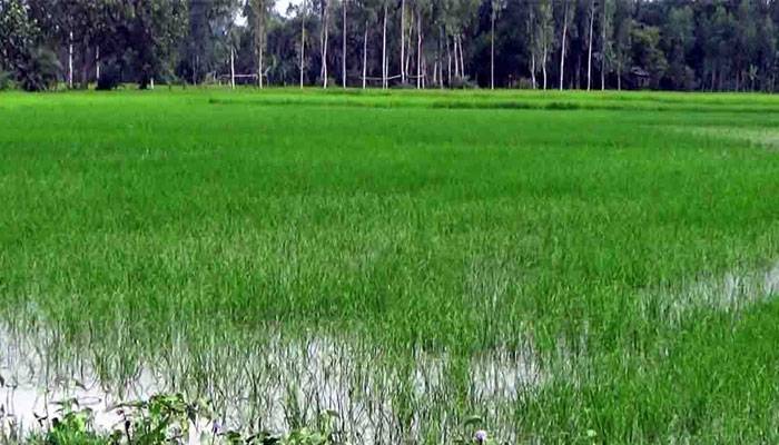 নওগাঁয় বন্যায় প্রায় ৭৬ হাজার মানুষ ক্ষতিগ্রস্ত