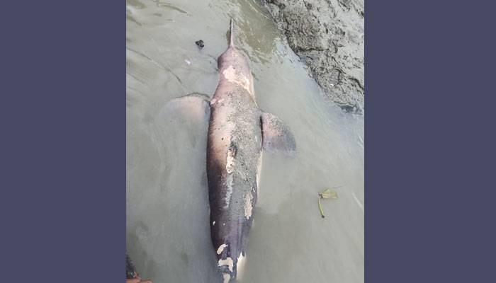 হালদায় আবারও মিলল মৃত ডলফিন, মাথায় আঘাতের চিহ্ন