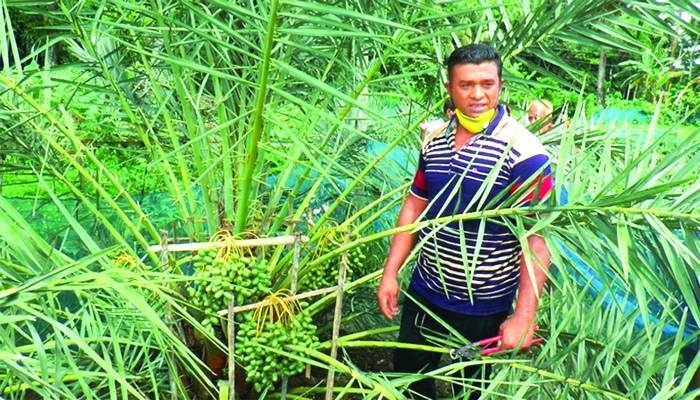 বরিশাল অঞ্চলে আরবের খেজুর চাষে সম্ভাবনা