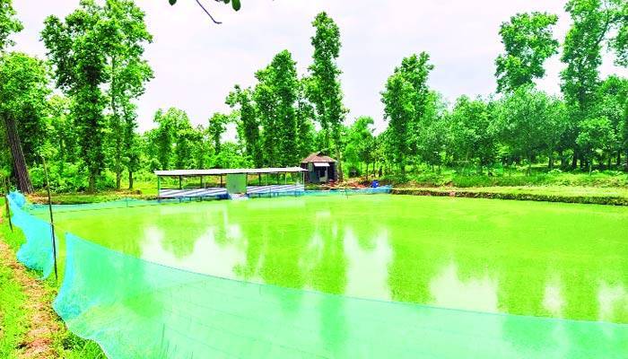 যুবলীগ নেতার দখলে বনভূমি