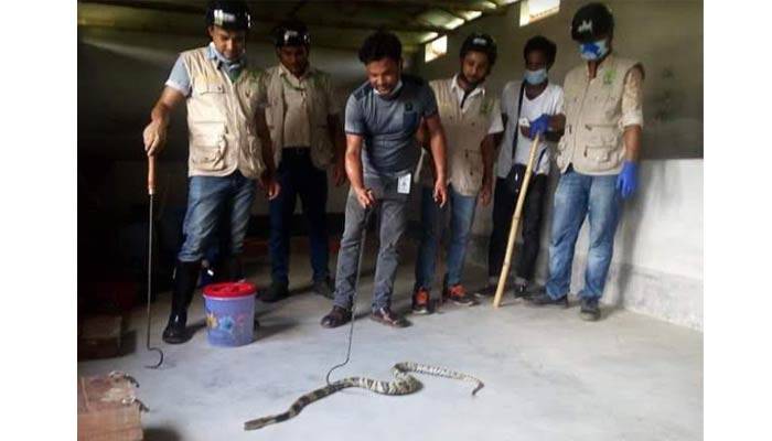 নাটোরে অবৈধ খামার থেকে ৪৯টি বিষধর সাপ উদ্ধার