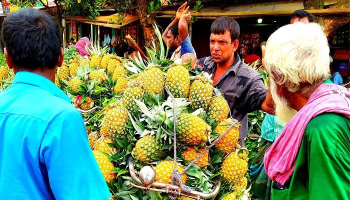 ‘খাঁচা ভইরা আনারস আনি, মুঠ ভইরা টেকা লইয়া বাড়িত যাই’