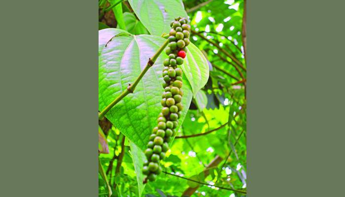 সম্ভাবনার গোলমরিচ