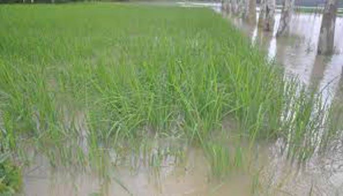 বন্যায় আমনের ক্ষতি পুষিয়ে নিতে করণীয়