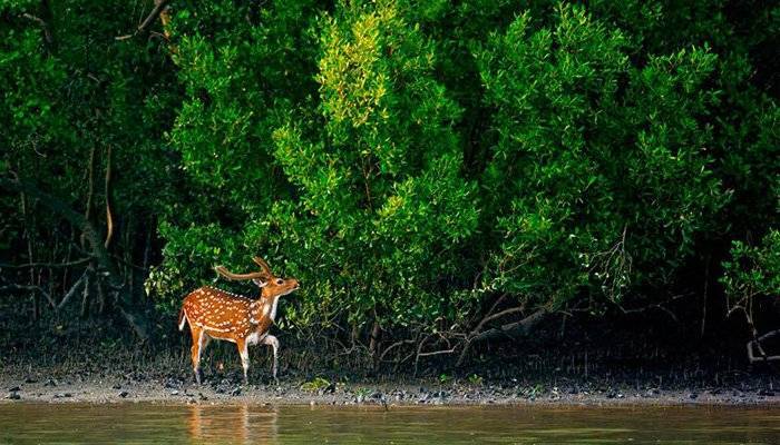 সাত মাস পর সুন্দরবনে পর্যটক প্রবেশে নিষেধাজ্ঞা প্রত্যাহার হচ্ছে ১ নভেম্বর