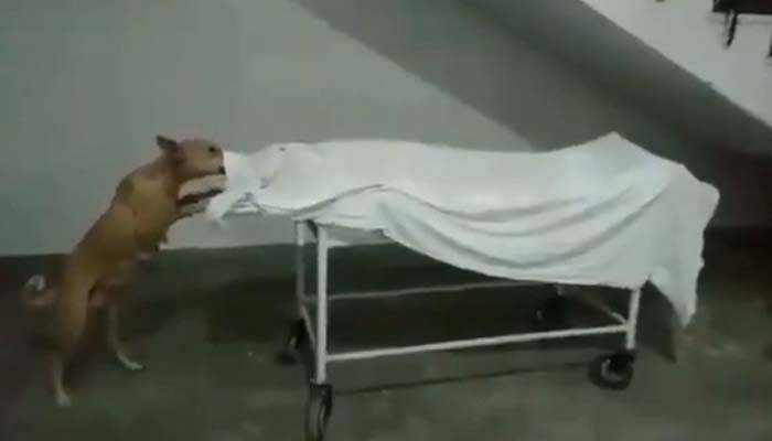 হাসপাতালেই কিশোরীর মৃতদেহ খাওয়ার চেষ্টা কুকুরের