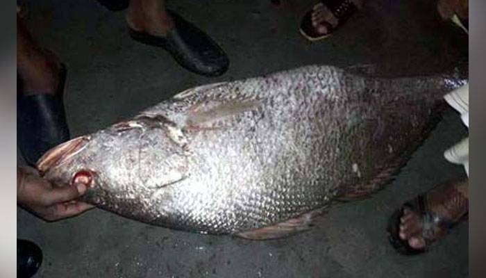 মাছের কেজি ১১ হাজার ২৫০ টাকা
