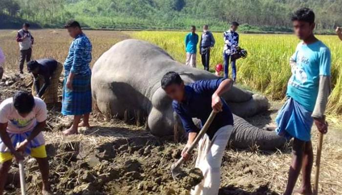 বৈদ্যুতিক ফাঁদে আটকে পড়ার পর গুলি করা হয় হাতিটিকে