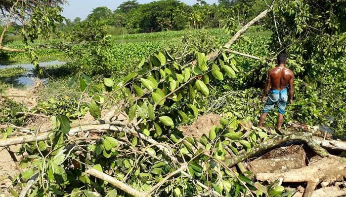 উজিরপুরে বেড়িবাঁধ নির্মাণে কাটা পড়ল দুই শতাধিক গাছ