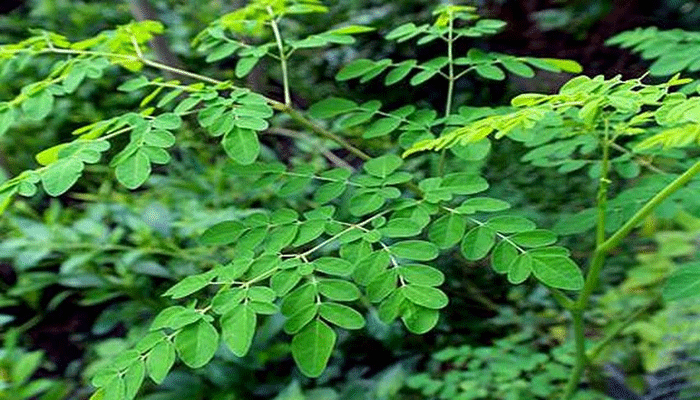 বিভিন্ন রোগ নিরাময়ে উপকারী যেসব গাছ বিভিন্ন রোগ নিরাময়ে উপকারী যেসব গাছ