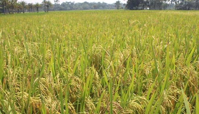 নতুন ধানের জাত উদ্ভাবনের দ্বারপ্রান্তে গবেষকরা