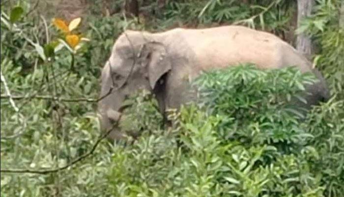 লোকালয়ে বুনো হাতি, হামলায় আহত ৫