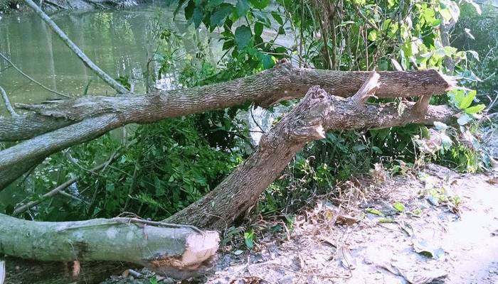 বিদ্যুতের খুঁটি সরানোর নামে গাছ কাটার অভিযোগ