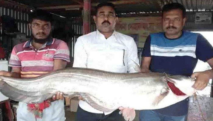 পদ্মায় ধরা পড়লো ২৫ কেজি ওজনের বোয়াল