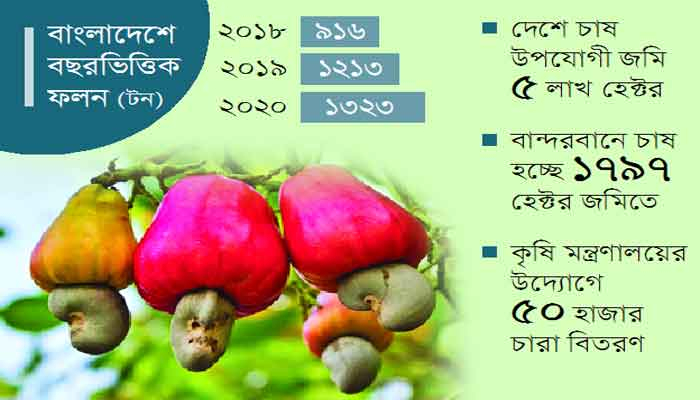 সমৃদ্ধির হাতছানি কাজুবাদামে