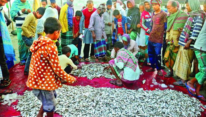 হাওরের মাছের 'নতুন ঠিকানা' নাসিরনগর
