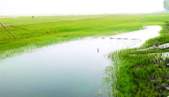 ব্রহ্মপুত্রের বুকে চাষাবাদ!
