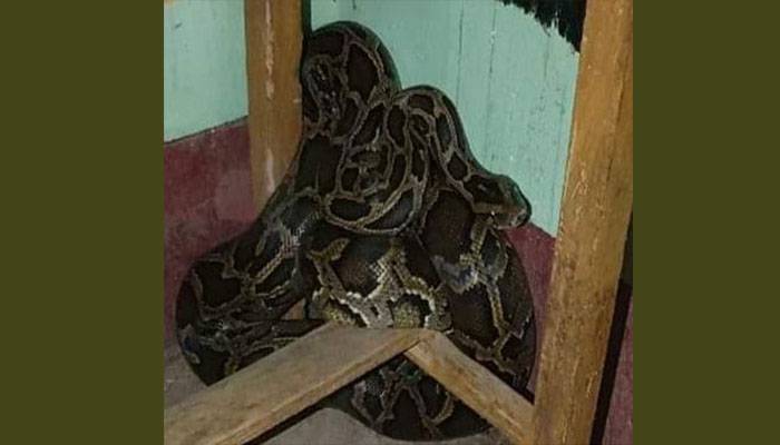 মাদ্রাসার লাইব্রেরিতে মিলল বিশাল অজগর