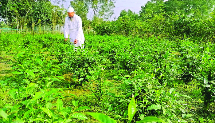 চায়ের নতুন ঠিকানা