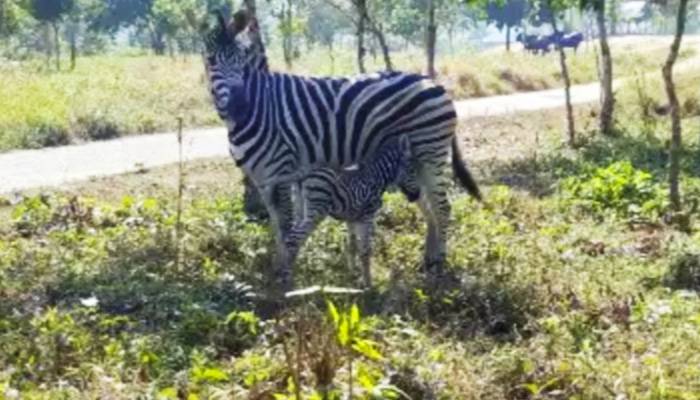 চকরিয়ার বঙ্গবন্ধু সাফারি পার্কে জেব্রা পরিবারে নতুন অতিথি