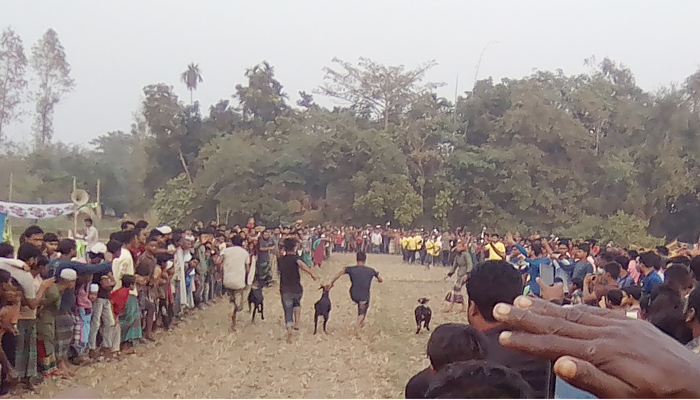 ছাগলদৌড় দেখতে হাজারো মানুষের ভিড়