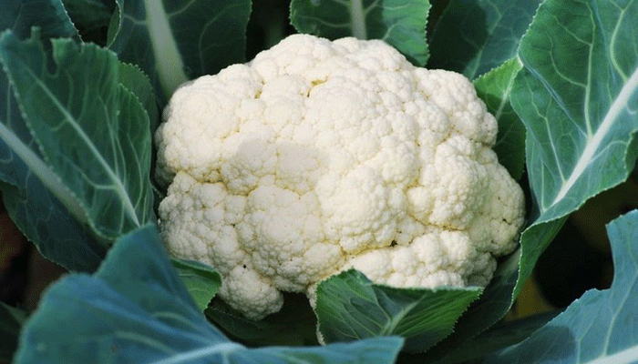 হজমে সহায়ক ফুলকপি