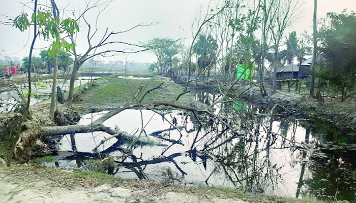 গাঁয়ে গাঁয়ে 'নিমকহারাম'