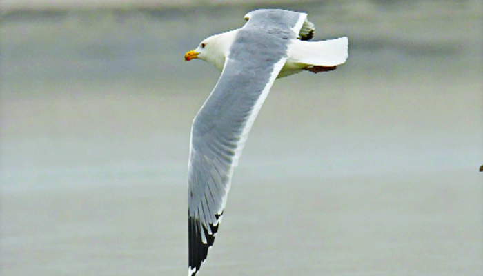 পদ্মায় ছোট কালোপিঠ গঙ্গাকৈতরের দেখা