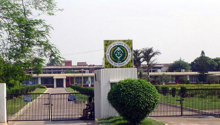 পাঁচ দশকে ব্রির ১০৫ ধানের জাত উদ্ভাবন