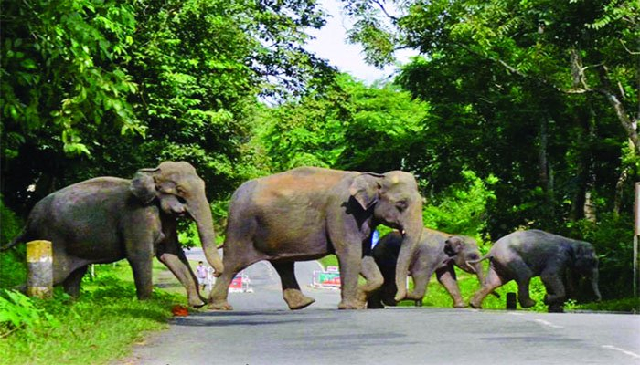 আলীকদমে বন্যহাতির আক্রমণে ২ কিশোরের মৃত্যু