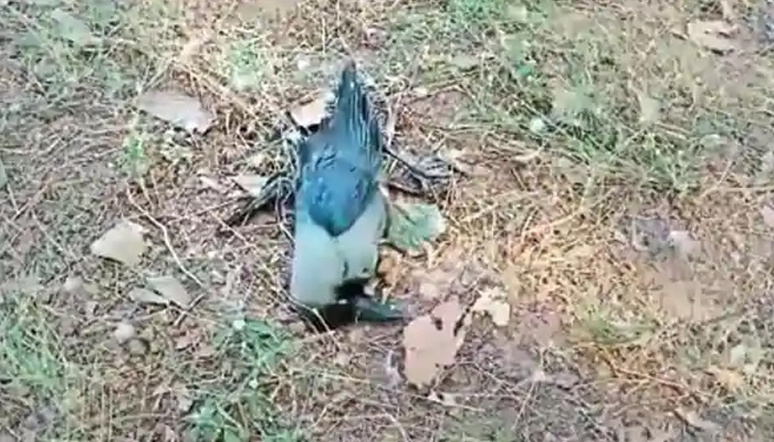 রাজস্থানে বার্ড ফ্লু, অ্যালার্ট জারি