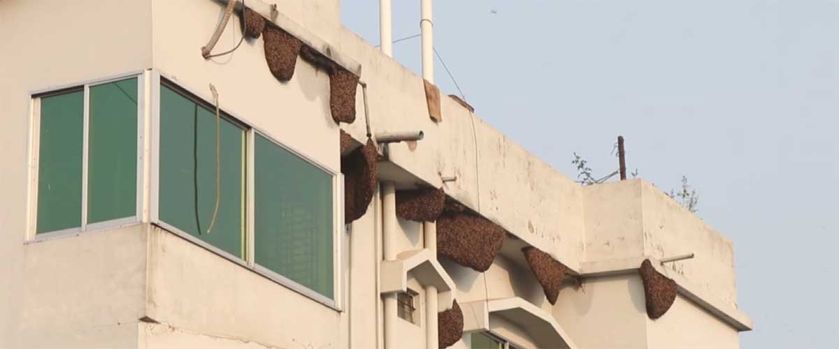 এক বাড়িতেই ৭৩ মৌচাক এক বাড়িতেই ৭৩ মৌচাক