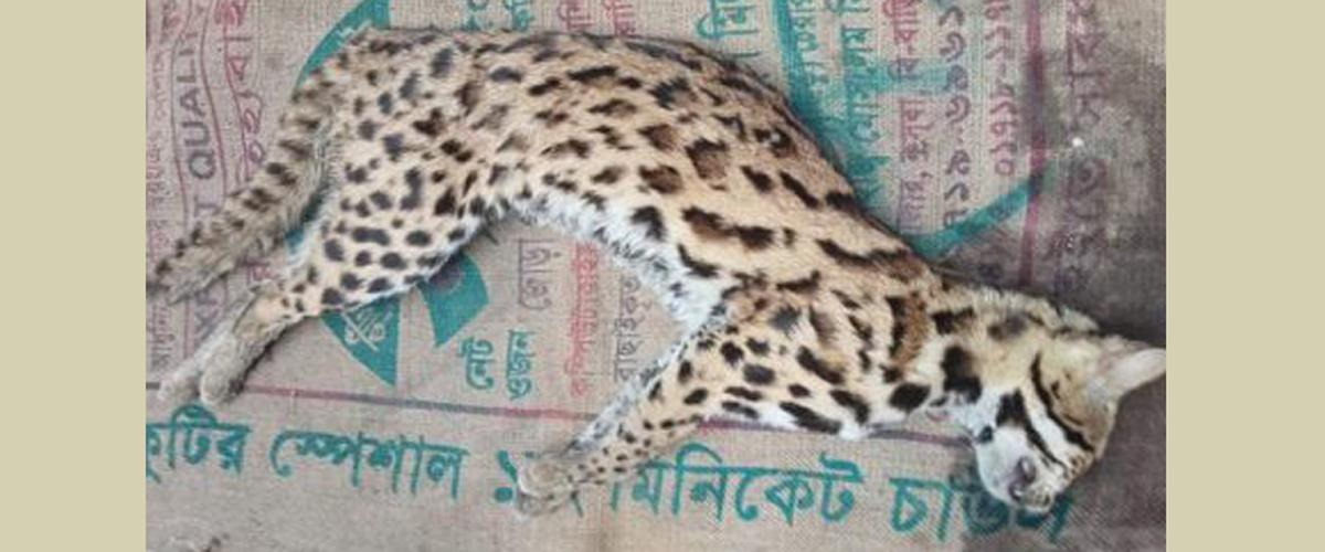 শেরপুরে মেছো বাঘ পিটিয়ে হত্যা শেরপুরে মেছো বাঘ পিটিয়ে হত্যা