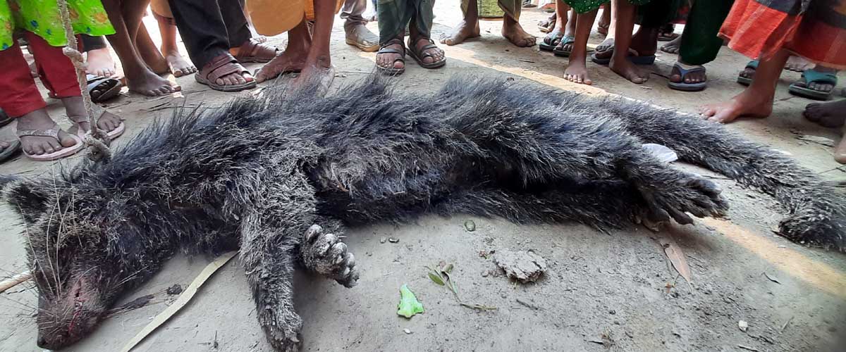 কবর খুঁড়ে লাশ খাওয়ার অজুহাতে পিটিয়ে মারা হলো প্রাণিটিকে কবর খুঁড়ে লাশ খাওয়ার অজুহাতে পিটিয়ে মারা হলো প্রাণিটিকে