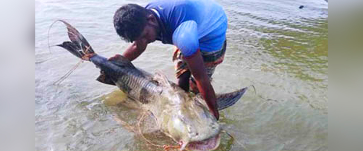 বাঘাইড়ে লাখ টাকার মালিক ওয়ালিউর বাঘাইড়ে লাখ টাকার মালিক ওয়ালিউর