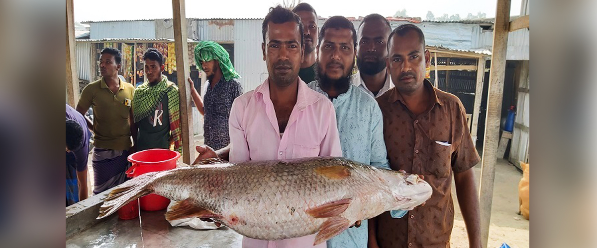 মনপুরায় ২০ কেজির দু'টি কোরাল মাছ বিক্রি হলো ৪০ হাজারে মনপুরায় ২০ কেজির দু'টি কোরাল মাছ বিক্রি হলো ৪০ হাজারে