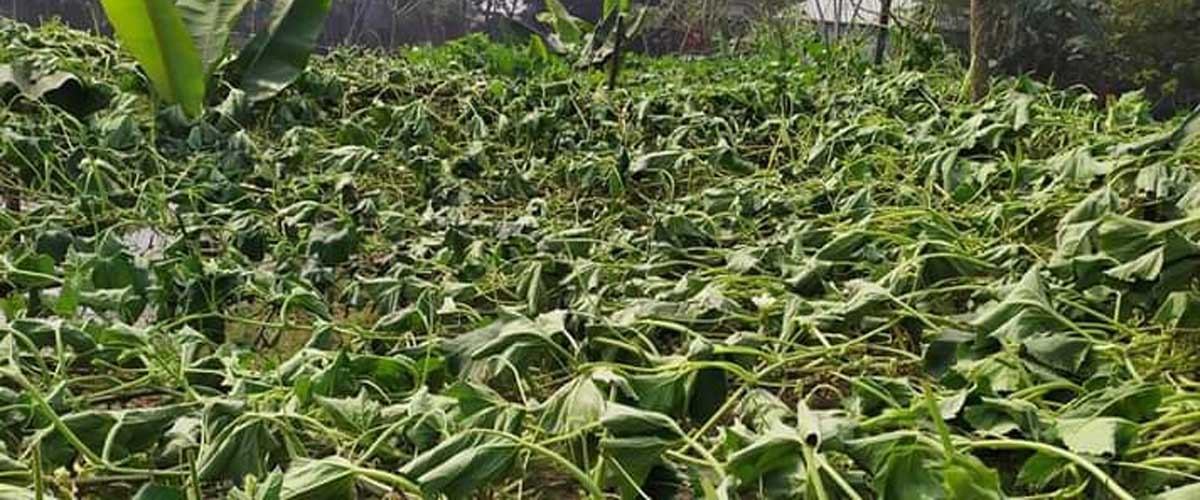 ফলন আসা সব গাছ কেটে দিল দুর্বৃত্তরা ফলন আসা সব গাছ কেটে দিল দুর্বৃত্তরা