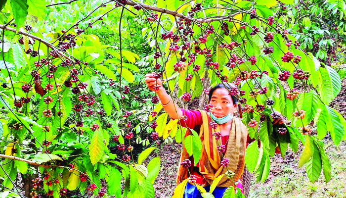 কফিতে বিশ্বজয়ের স্বপ্ন