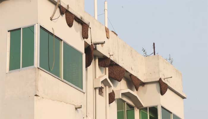 এক বাড়িতেই ৭৩ মৌচাক