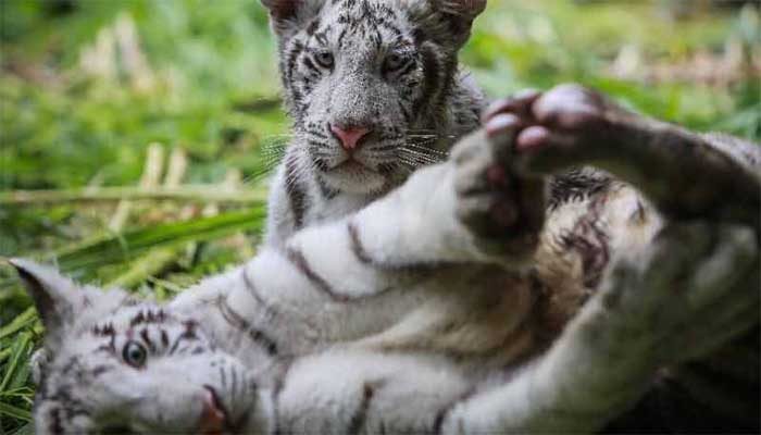 করোনায় প্রাণ গেল ২ বাঘের