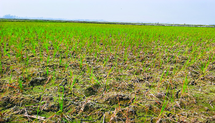 'সবুজ প্রকল্পে' হুমকিতে সবুজ