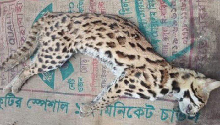 শেরপুরে মেছো বাঘ পিটিয়ে হত্যা