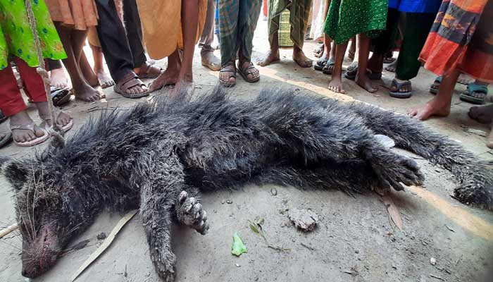 কবর খুঁড়ে লাশ খাওয়ার অজুহাতে পিটিয়ে মারা হলো প্রাণিটিকে