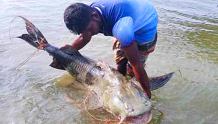 বাঘাইড়ে লাখ টাকার মালিক ওয়ালিউর