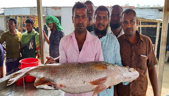 মনপুরায় ২০ কেজির দু'টি কোরাল মাছ বিক্রি হলো ৪০ হাজারে