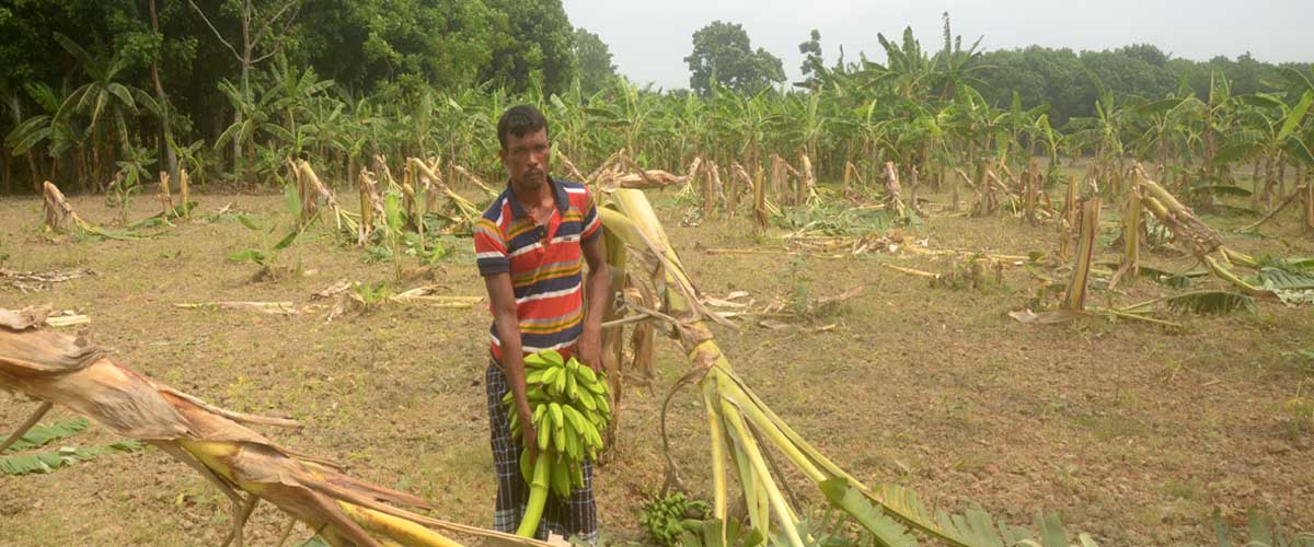 কৃষকের কলাবাগান কেটে সাবার কৃষকের কলাবাগান কেটে সাবার