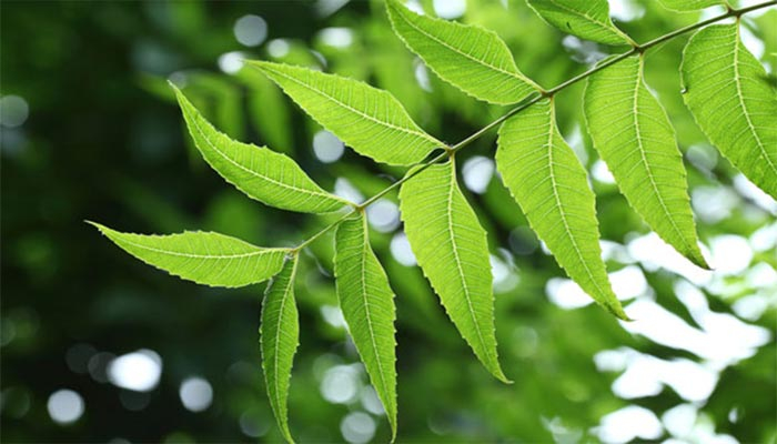 করোনাকালে নিম পাতা খাওয়া কেন জরুরি