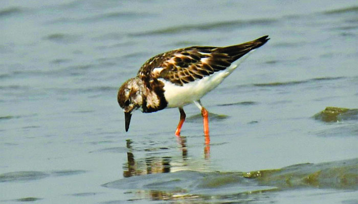 সোনাদিয়ার দুর্লভ পীত পাথুরে বাটান