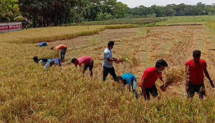 শ্রমিক সঙ্কটে কৃষকের ধান কেটে দিলো ছাত্রলীগ