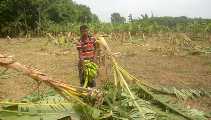 কৃষকের কলাবাগান কেটে সাবার